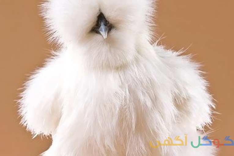 فروش جوجه های یک روزه وده روزه زینتی وگوشتی 