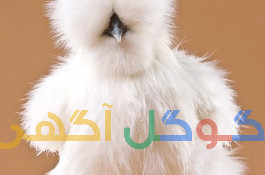 فروش جوجه های یک روزه وده روزه زینتی وگوشتی 