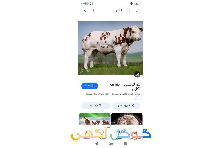 تلقیح مصنوعی گاو توسط مهندس شعبانی