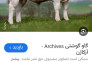تلقیح مصنوعی گاو توسط مهندس شعبانی