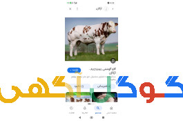 تلقیح مصنوعی گاو توسط مهندس شعبانی