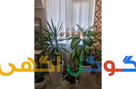 خدمات باغبانی گلکاری باغچه تعویض خاک گلدان سعادت آباد تهران 09196552511