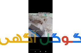 پاکسازی شپش سر