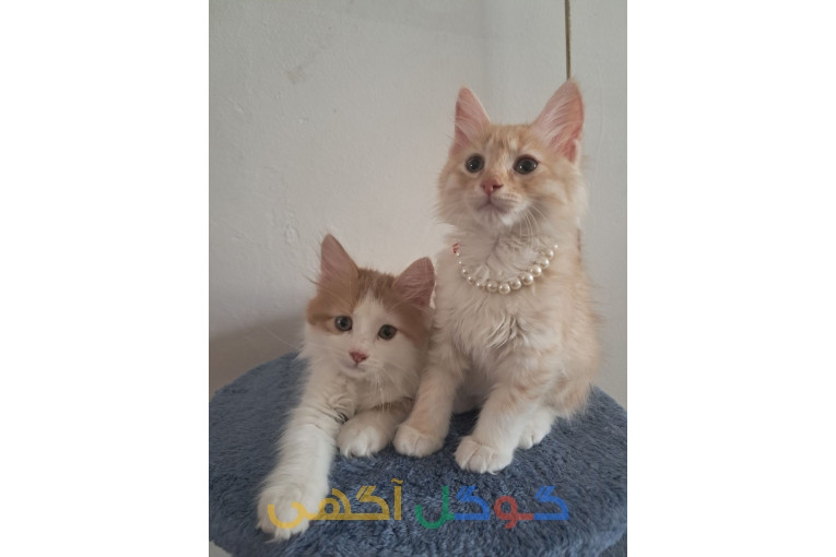 گربه پرشین بریتیش 