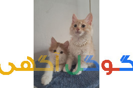 گربه پرشین بریتیش 