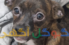 حیوان خانگی 