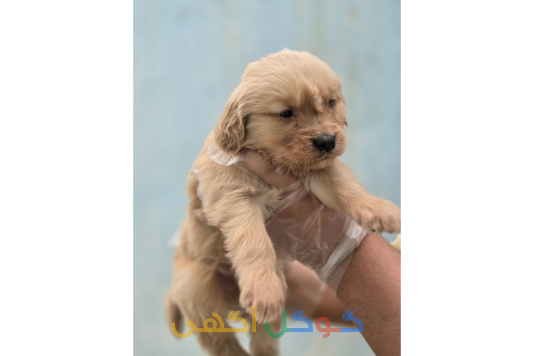 فروش سگ گلدن رتریور توله گلدن اصیل دارچینی