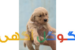 فروش سگ گلدن رتریور توله گلدن اصیل دارچینی